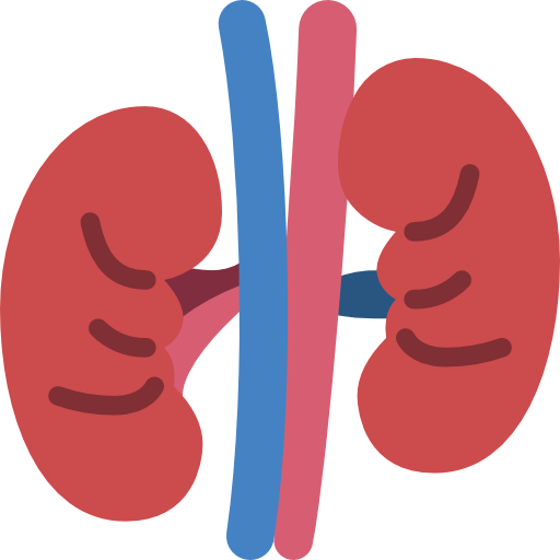 Kidneys